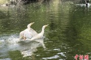 六爻灵卦吉林：罕见白鸬鹚连续两年“故地重游”