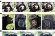 六爻灵卦国际最新研究：机器人“打哈欠” 黑猩猩被传染